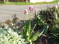 pink traffic circle tulips.jpg